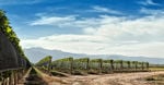 Vineyard At Summer With Clear Blue Sky. jpg 560 x 292