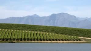 Image 6 Vineyard 298 x 168 . jpg