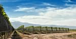 Vineyard At Summer With Clear Blue Sky. jpg 560 x 292