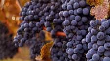 SOTI 2022 wine report image 225 x 125