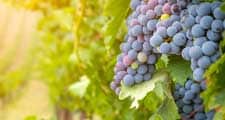 2021 wine report image 225 x 120