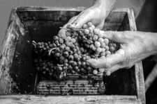 Wine Report 2023