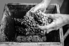 Wine Report 2023