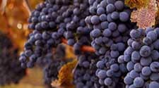 SOTI 2022 wine report image 225 x 125