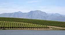 2020 wine report image 225 x 120