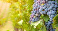2021 wine report image 225 x 120