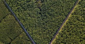 Aerial Of Pine Forest meta 1200 x 627