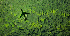 plane shadow trees social meta 1200x627